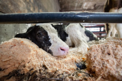 A dying calf at a dairy farm in Vermont.