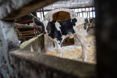 A newborn calf, born of a dairy cow, is isolated in a pen away from his mother. At this farm, unwanted males as well as mixed-breed females are shot.