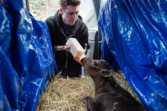 Activist Jason Bolalek bottle feeds a young calf, who he has rescued from a dairy farm. She is taken to Cornell University for veterinary care and then brought to Mockingbird Farm Sanctuary.