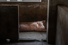A young pig covered in feces looks into the camera as they lie in a bare concrete aisle between pens on an intensive pig farm.