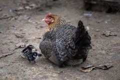 A hen sits on the ground with her chicks on a small backyard farm. All the animals here are raised for slaughter.