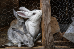 Rabbits peer out through the wire mesh of their cage on a small backyard farm. All the animals here are raised for slaughter.