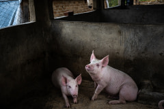 Two young pigs look up from the corner of a dark enclosure on a small backyard farm in Africa. The farm's newly built pens hold dozens of pigs on concrete floors without enrichment or outdoor access.