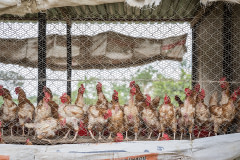 A group of balding floor-raised hens used for egg production look out from an open-sided barn that contains 1,200 hens.
