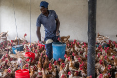 A farm worker fills large food dispensers with feed in a crowded barn holding 1,200 visibly balding floor-raised hens used for egg production. The birds clamber and crowd around him to eat.