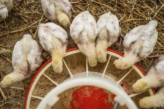 Fifteen-day-old chicks raised for meat, called broiler chickens, eat from a feed dispenser on a small-scale farm. The farm will send the chickens to slaughter when they reach 40 to 50 days of age.