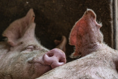 Adult pigs with notched ears and covered in filth sleep crowded together inside a small, concrete, open-air pen on an industrial pig farm.