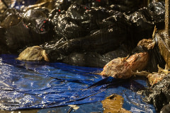 Bodies of dead chickens lie discarded among numerous trash bags, feces and other debris outside a Brooklyn Kaporos slaughter site. New York, USA, 2022. Molly Condit / We Animals Media