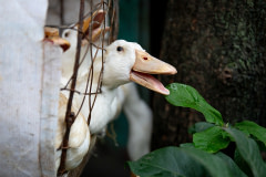 A live white duck pokes their head through the wire of a crowded cage at Nam Trung Yen Market in Hanoi, Vietnam.