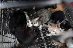 Live cats of various breeds are confined inside a cage at a market in Hanoi, Vietnam. These cats are destined to be killed and sold as "tiểu hổ" or cat meat.