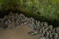 Raised for their meat, the frogs on this farm are housed in dank and barren concrete enclosures.