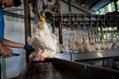A line of chickens hangs from a processing line seconds before each is killed.