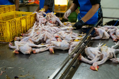 De-feathered bodies of dead chickens lie on a metal surface as each of their bodies is cleaned out by a worker.