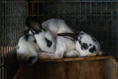 Juvenile rabbits huddle together atop a wooden box inside their tiny cage at a small-scale rabbit farm.