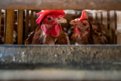Two female chickens look out between the slats of the cramped cage they live in at an intensive egg farm.