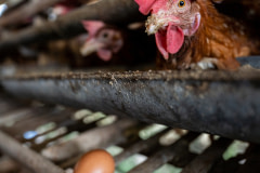 A female chicken pokes her head out between the slats of the cramped cage she lives in at an intensive egg farm in Bali.