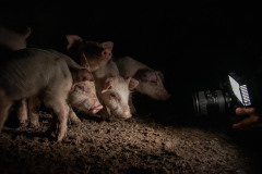 A group of piglets approaches Jo-Anne McArthur as she photographs them from the ground. Italy, 2015.  Stefano Belacchi / Essere Animali / We Animals Media