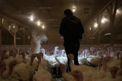 A member of a crew of investigators and filmmakers documents the animals and conditions inside a turkey factory farm. Canada, 2020. Jo-Anne McArthur / We Animals Media