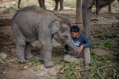 Teerapong Sakdamrongsri (Non Chai), the founder and owner of Elephant Freedom Village, plays with two-year-old Sierra.