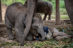 Teerapong Sakdamrongsri (Non Chai), the founder and owner of Elephant Freedom Village, plays with two-year-old Sierra.