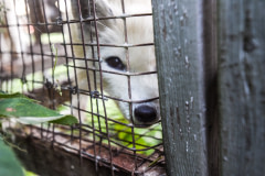 A farmed fox peers through the wire mesh of their barren cage at a fur farm.