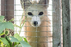 A farmed fox peers through the wire mesh of their barren cage at a fur farm.