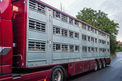 A multi-level transport truck loaded with pigs outside a Czech slaughterhouse. Czechia, 2020. Lukas Vincour / Zvirata Nejime / We Animals Media