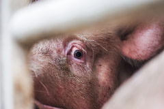 A frightened-looking pig en route to a Czech slaughterhouse stares wide-eyed into the camera through the bars on the side of a transport truck. Czechia, 2020. Lukas Vincour / Zvirata Nejime / We Animals Media
