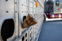 The hoof of a dairy cow protrudes from the ventilation opening of a truck arriving at a Toronto Halal Slaughterhouse. Canada, 2019. Louise Jorgensen / Animal Sentience Project / We Animals Media