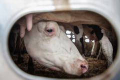 Dairy cows, many with full udders, arrive at a Toronto-area slaughterhouse in a filthy transport truck.  Canada, 2021. Louise Jorgensen / Animal Sentience Project / We Animals Media