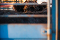 A young bovine inside the back of a transport truck, located outside of a cattle slaughterhouse, looks through the openings in the side of the vehicle. Argentina, 2018. Martina Zamudio / We Animals Media