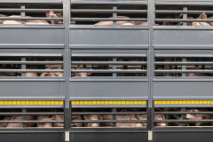 Pigs press their snouts to the bars to sniff the fresh air on a three-level transport truck. Poland, 2020. Andrew Skowron / We Animals Media