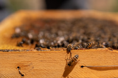 Worker bees crawl on the top of a wooden beehive honeycomb, processing nectar and depositing it into the honeycomb's cells to form honey. Kozluk, Batman, Batman Province, Southeastern Anatolia Region, Turkiye, 2023. Havva Zorlu / We Animals Media
