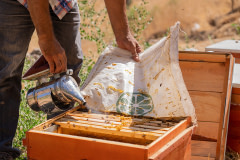 Bees inside an opened hive receive a dose of smoke from a beekeeper. Producers use bee smoke devices to calm the bees, reduce the animals' respiration, and control the hive honey production. Kozluk, Batman, Batman Province, Southeastern Anatolia Region, Turkiye, 2023. Havva Zorlu / We Animals Media