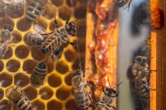 Worker bees busily work in a glass-framed hive. 