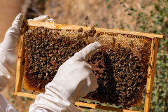 Dozens of worker bees occupy a bee frame that a producer removed from the hive to check the hive's honey and bee egg production.