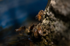 Bees drink from a water source.