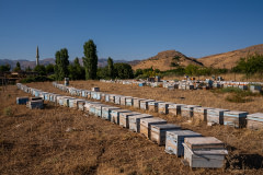 Dozens of wooden bee hives used for honey production sit in rows at a mountainside apiary. 