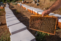Hundreds of honeybees occupy a bee frame and honeycomb that a producer has removed from a hive in order to inspect the bees inside. Developing bee pupae inhabit the darker brown cells in the frame's middle. Kozluk, Batman, Batman Province, Southeastern Anatolia Region, Turkiye, 2023. Havva Zorlu / We Animals Media