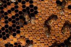 Honeybees occupy a honeycomb containing bee larvae and pupae at different developmental stages.