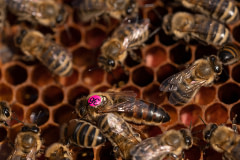 A queen bee with clipped wings and born through artificial insemination bears the number "36" as she crawls on top of a honeycomb at a honey production apiary. 