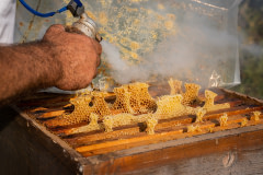 A beekeeper at a honey production apiary puffs smoke into a beehive to calm the bees inside while he opens the top of the hive to inspect and control the bees' honey production. 