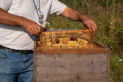 A honey producer removes beehive frames where the bees have completed their honey production. The producer will remove the honeycomb exterior from the frames and then use a machine to extract the remaining honey inside the honeycomb cells. Ciftlikkoy, Yalova, Yalova Province, Marmara Region, Turkiye, 2023. Havva Zorlu / We Animals Media
