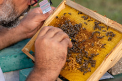 A beekeeper at a honey production apiary uses a magnifier and a grafting tool to inspect bee larvae inside a frame of honeycomb cells.