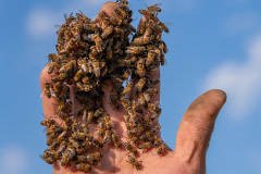 After scooping them up by hand from a honeycomb, worker bees crawl on a beekeeper's palm at a honey production apiary. 