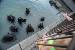 Black bears begging for food from tourists at Marineland. Canada, 2011. Jo-Anne McArthur / We Animals Media
