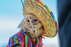 Dressed up capuchin monkey on display at a the Sweetwater Rattlesnake Roundup. USA, 2015. Jo-Anne McArthur / We Animals Media