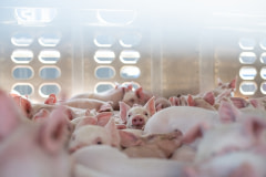 Piglets on an eight-hour-long journey inside a crowded transport trailer crammed with 6,000 young piglets. Canada, 2022. Jo-Anne McArthur / We Animals Media
