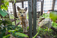 Two farmed foxes stare into the camera from inside their barren wire mesh cage at a fur farm. Canada, 2022. We Animals Media