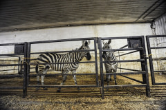 Zebras at a livestock exchange. Canada, 2010. Jo-Anne McArthur / We Animals Media